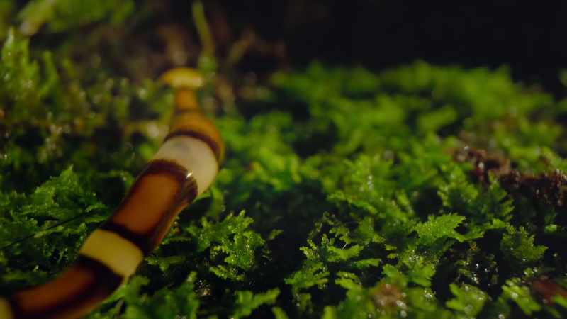 Using chemical sensors in its hammerhead