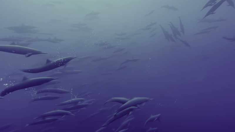 Using echolocation, they lock on to their prey