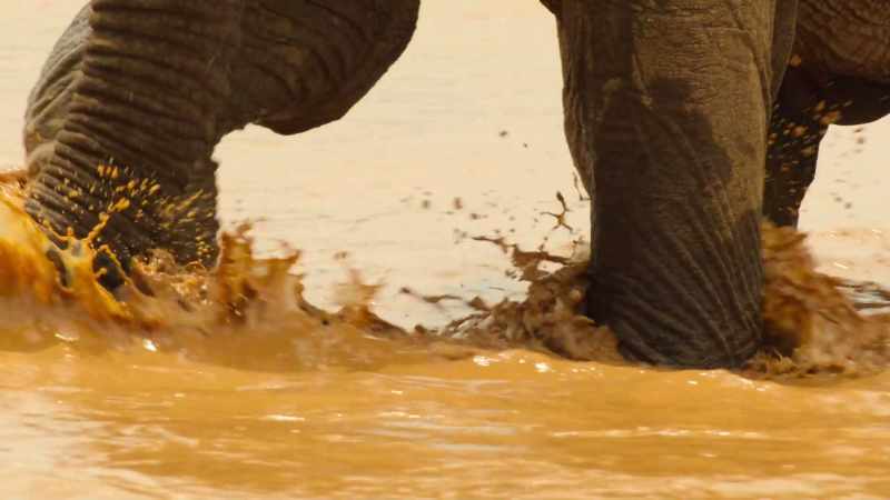 Using her trunk, she gauges the speed of the current