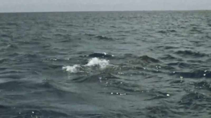VALERIE: It swam out to sea