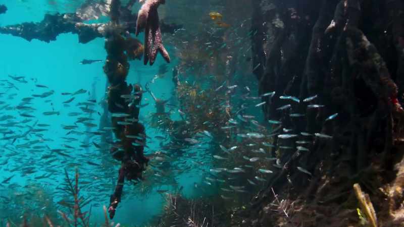 Vast numbers of the ocean's young fish