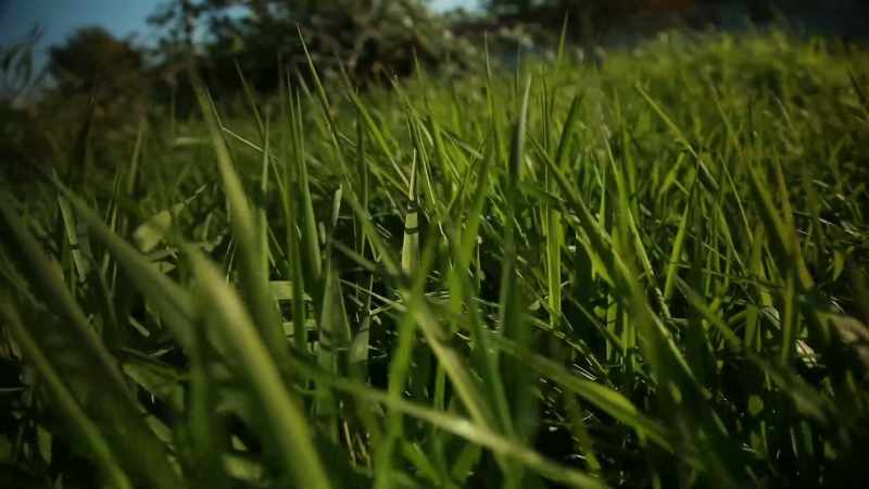 Vegetation and grass approximately three