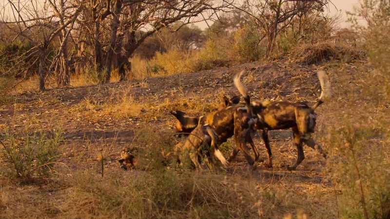 Venus's skill and confidence has helped reunite the pack