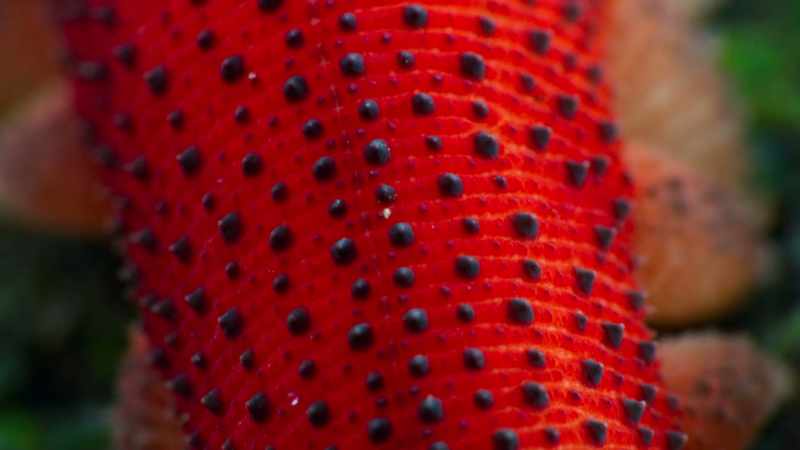 Vibration sensors on its body track its victim's movement
