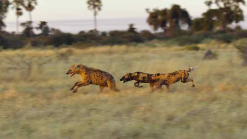 Violent clashes over the last remaining hunting grounds