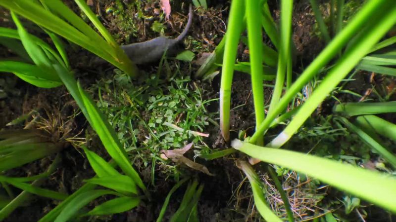 Virtually blind, she navigates through this forest of grass by touch