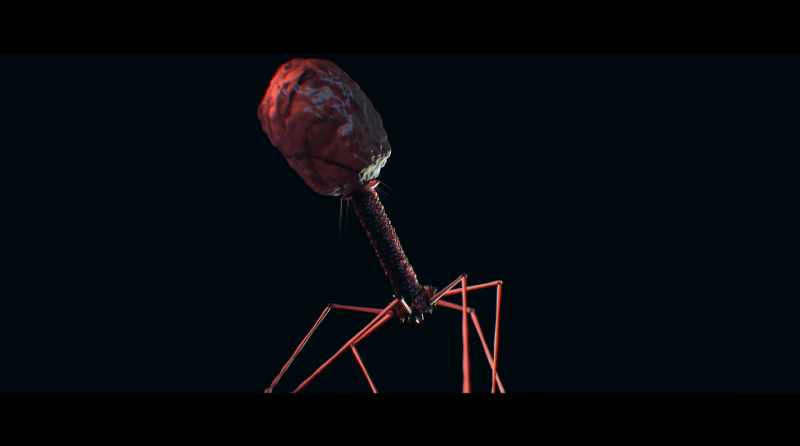 Viruses are very simple lean machines