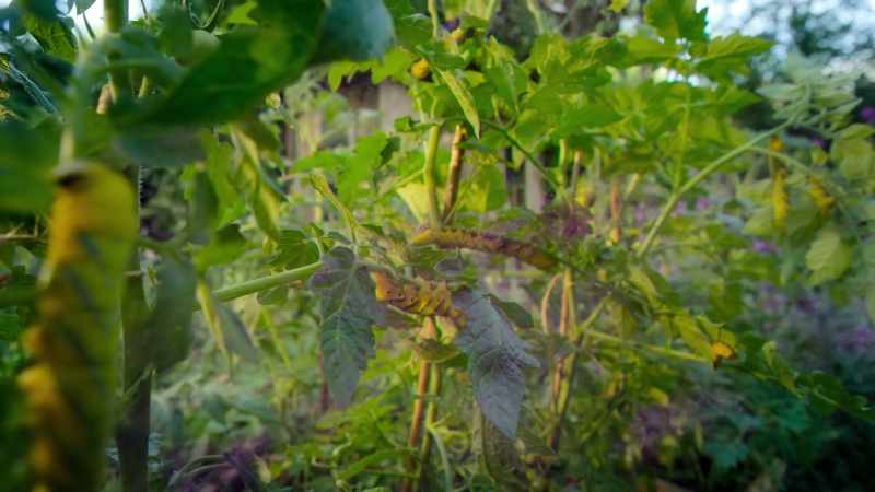 Volatile chemicals that warn neighboring plants