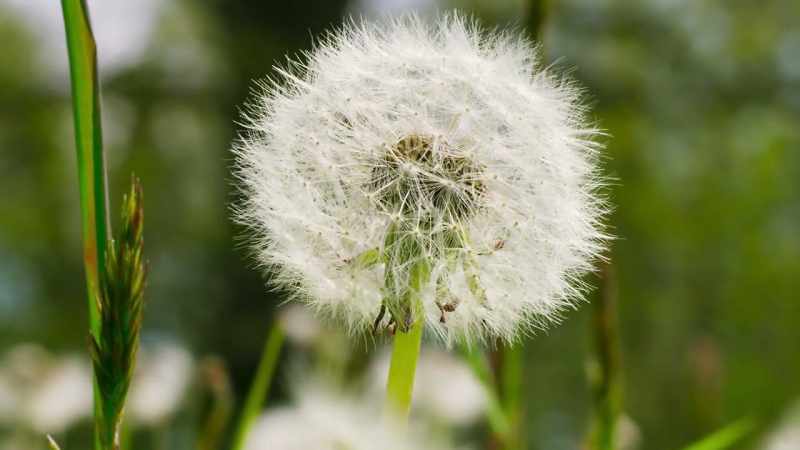 Voracious hunters live in this meadow