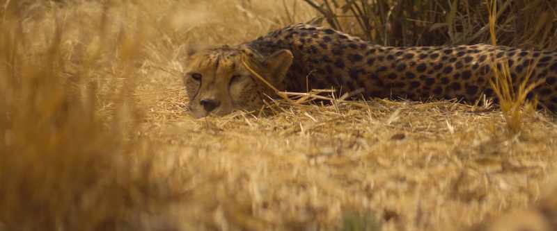 Wa Chini and her cubs are running on empty