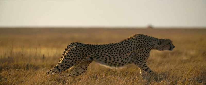 Wa Chini is hunting for energy…