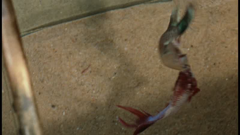 Waits until the survivor is so exhausted that he cannot defend himself
