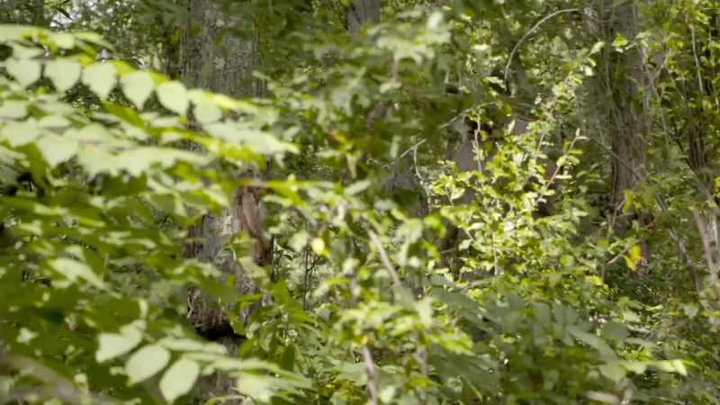 �� walking through the takin woods ♪