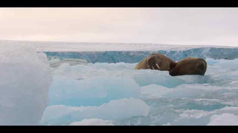 Walrus mothers and calves use the biggest chunks they can find