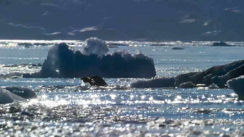 Walruses are among those that are seriously affected