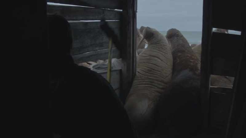 [walruses grunting and snorting]