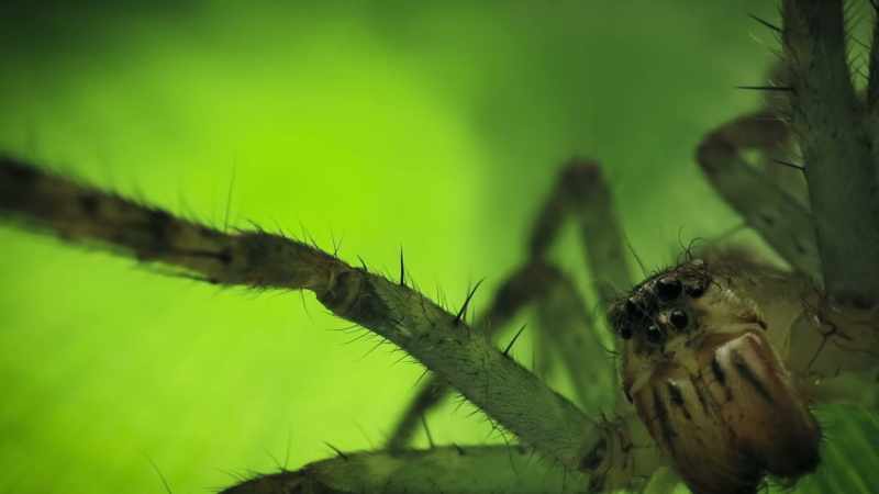 Wandering spiders detect their prey by tasting with their legs