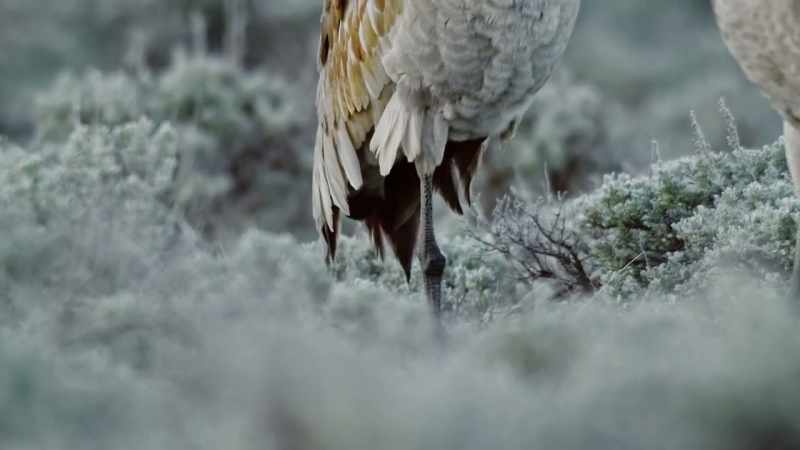 [warbling]