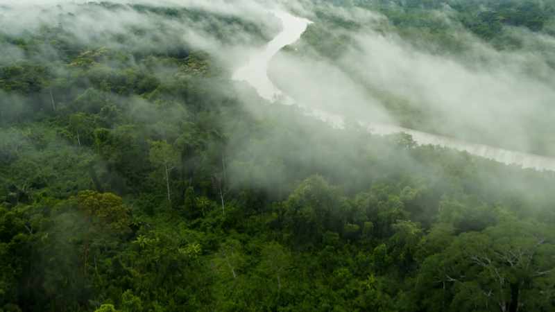 Warmed by the tropical sun, the Amazon's trees release so much moisture