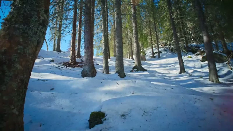 'Warmth floods back into Scandinavia's forests