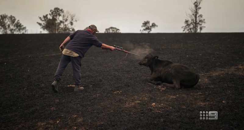 WARREN SALWAY: We had to probably put down about 45 cows
