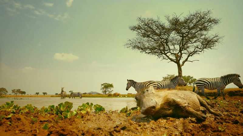 Warthogs also find pleasure as the mud takes over