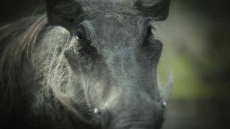 Warthogs and mongooses don't speak the same language