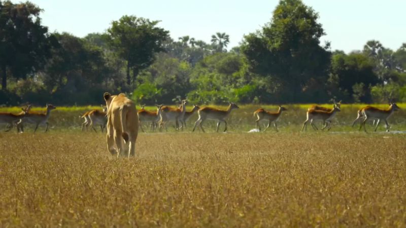 Wary animals know sticking to deeper water makes hunting more difficult for big cats