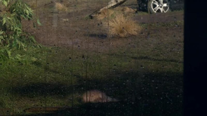 Was that a fish?
