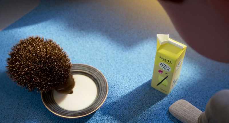 Watch your stomach. Hedgehogs cannot tolerate milk