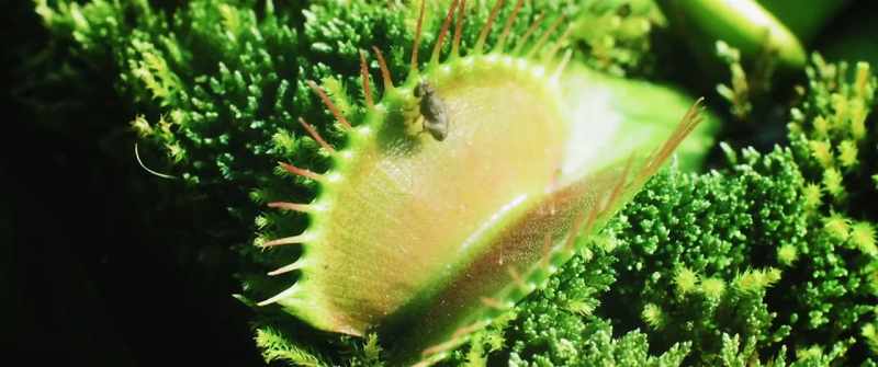 Watch. These things are alive