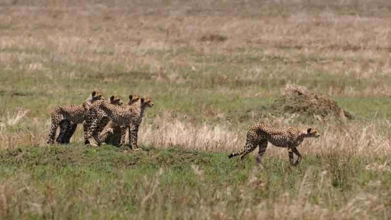 Watching Mum stalk gazelle