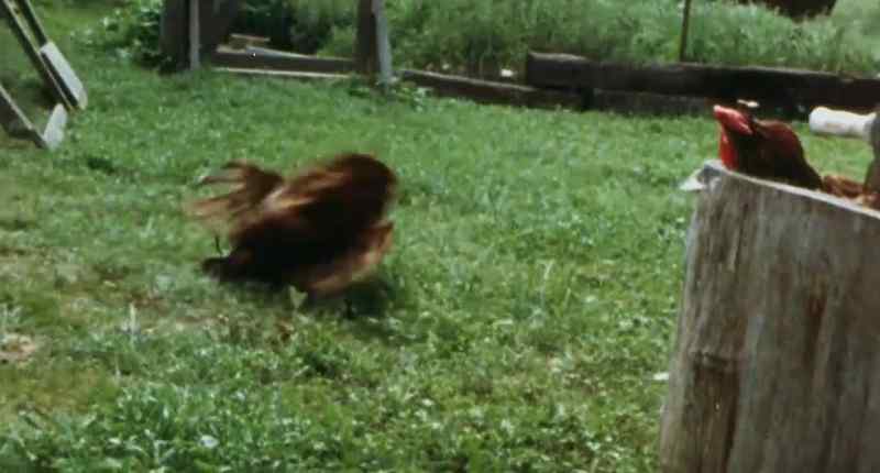 Watching this rooster writhe in pain around the barnyard