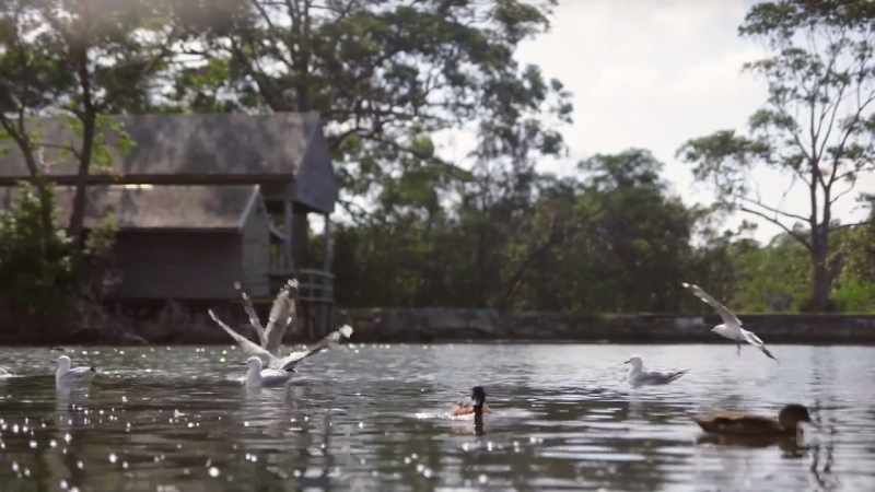 (WATER BIRDS SQUAWK)