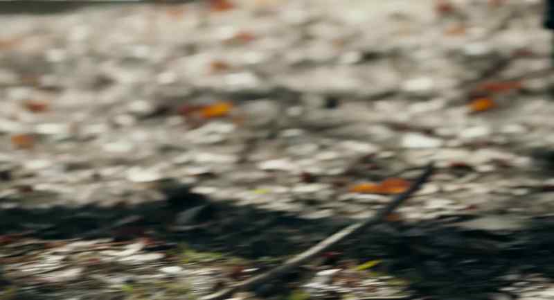 (water rushing) - (birds chirping)