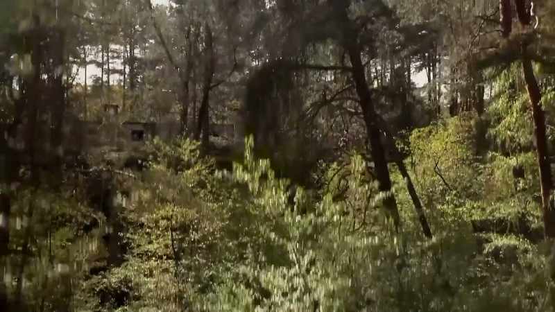 Watson: This forest was so dense