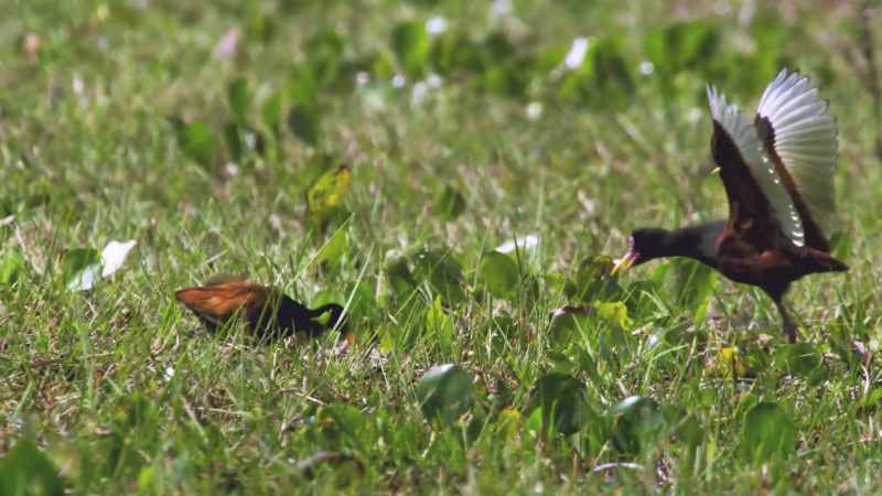 Wattled jacanas are very promiscuous birds