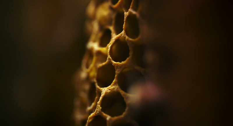 Wax, it turns out, is almost like a fossil record