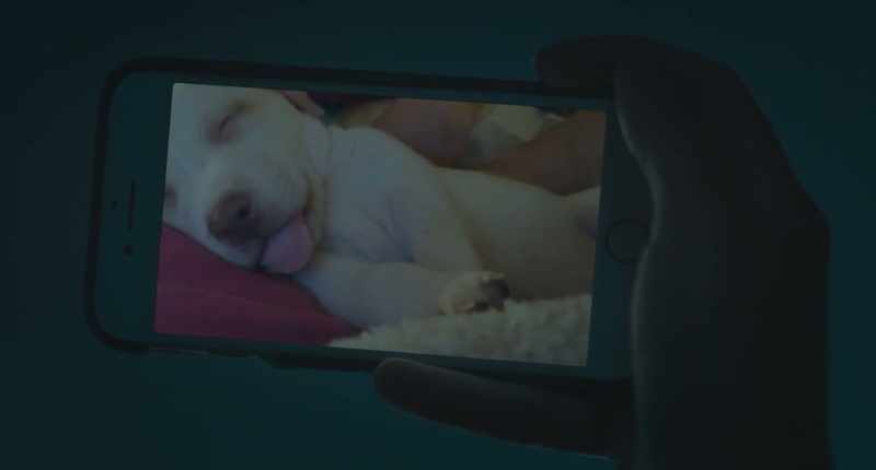 We had a sleep over the first night before I adopted him