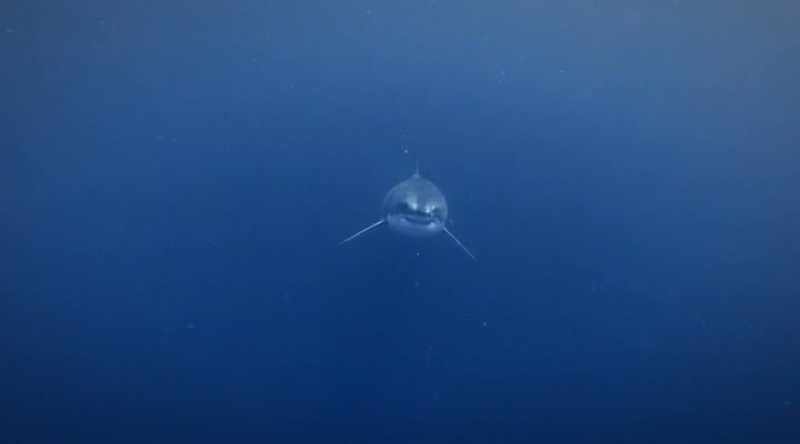 We already know white sharks dramatically ambush prey
