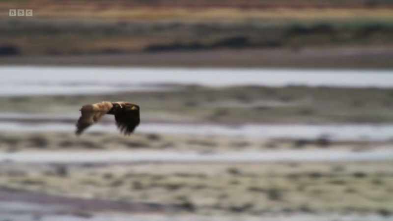 We are surrounded by eagles. That is amazing