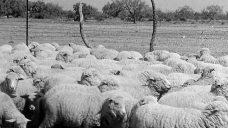 We had Basque families that raised sheep