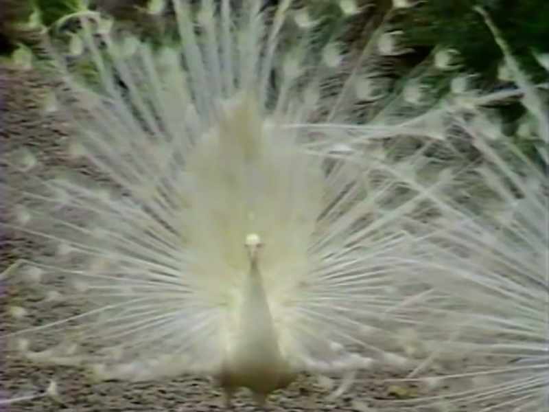 We brought animals, like peacocks