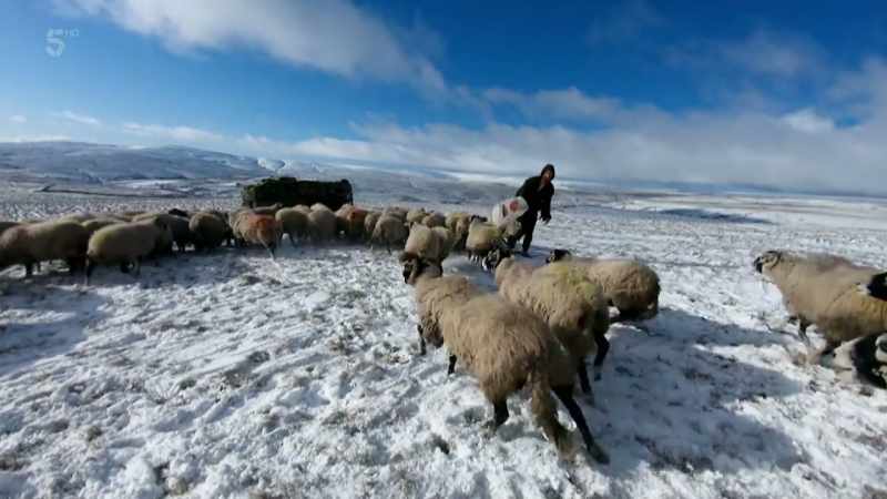 We brought them down yesterday night cos it started to blizzard