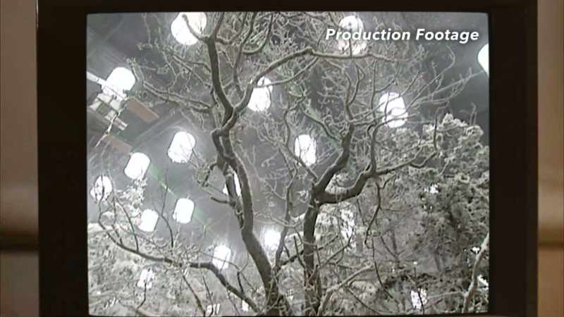 We built the whole forest, we snowed it all up