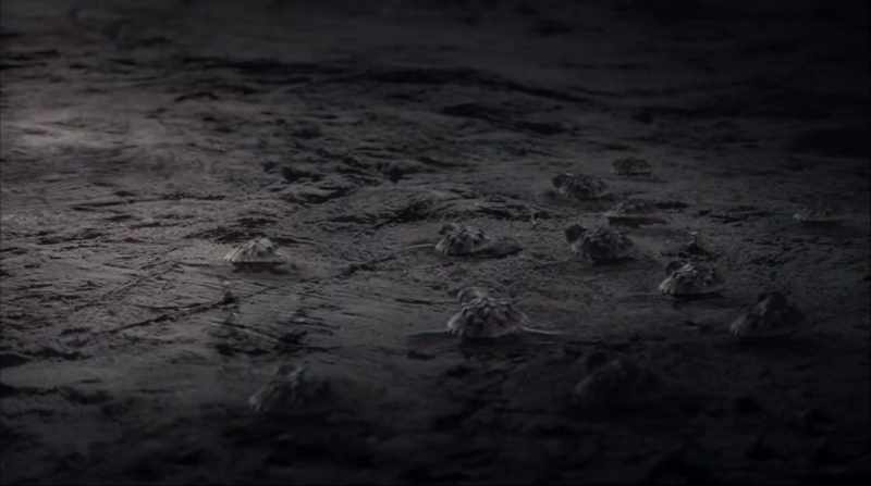 We called him when we first noticed these hatchlings