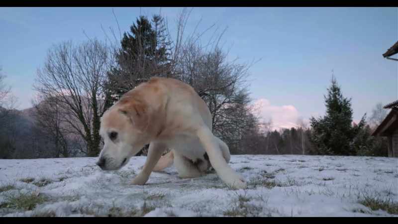 We called him Ice because he liked playing with the snow