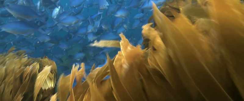 We can actually restore life in subtropical oceans