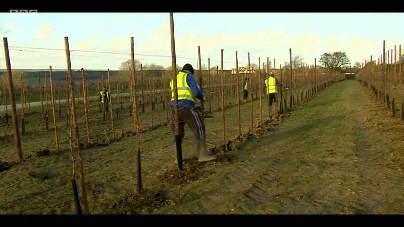 We can plant trees