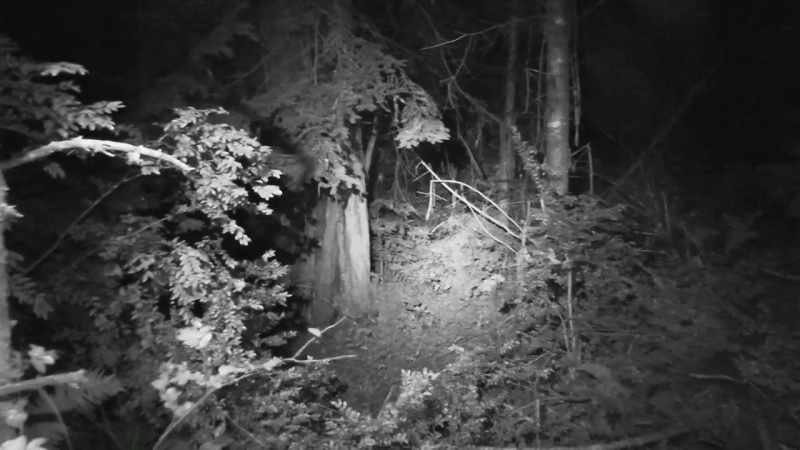 We can't see as well in these dense forests at night